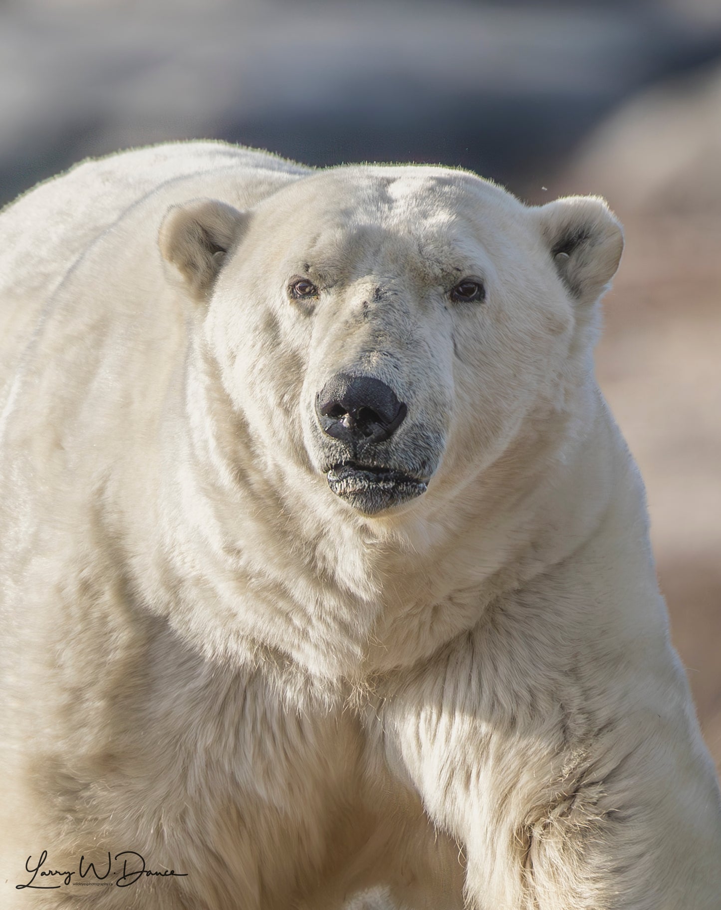 Churchill Polar Bear