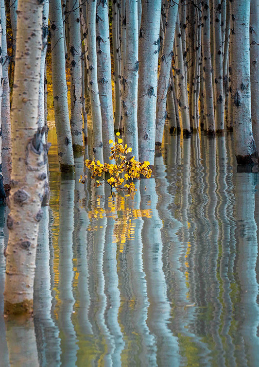 Drowned Forest