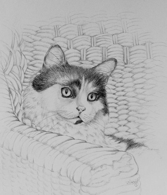 Dusty The Cat