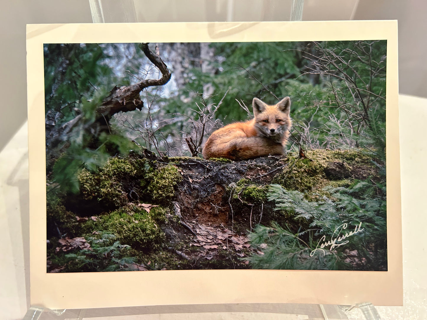 Photo Card by Larry Carroll