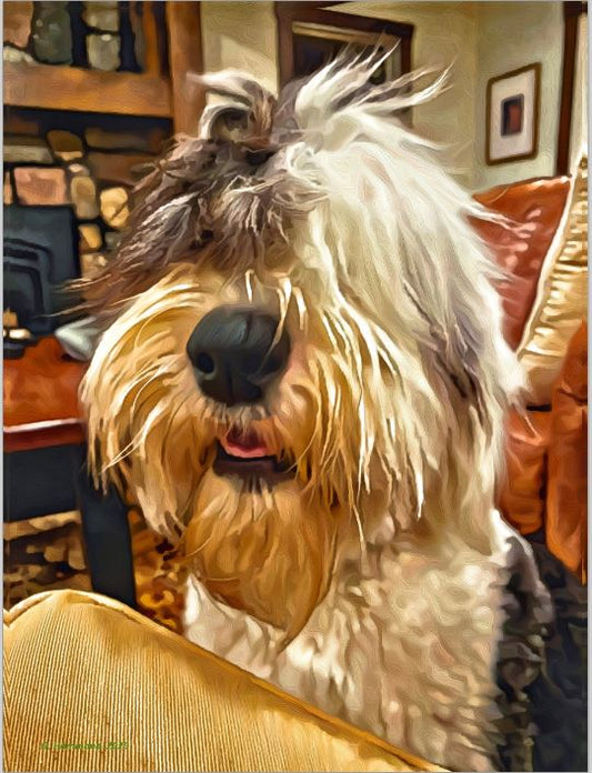 Fuzzy Wuzzy