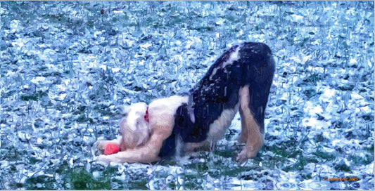 Puppy's First Snow